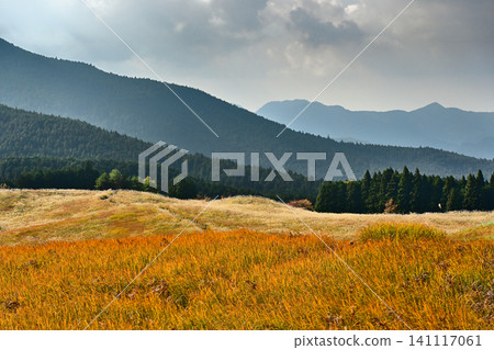 The golden pampas grass of Soni Plateau in late autumn is beautiful. The golden pampas grass of Soni Plateau in late autumn is beautiful. 141117061