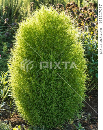 Green kokia Green kokia 141117087