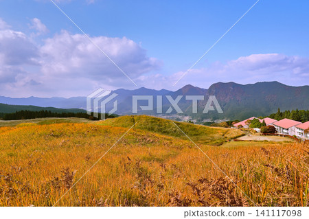 The golden pampas grass of Soni Plateau in late autumn is beautiful. The golden pampas grass of Soni Plateau in late autumn is beautiful. 141117098