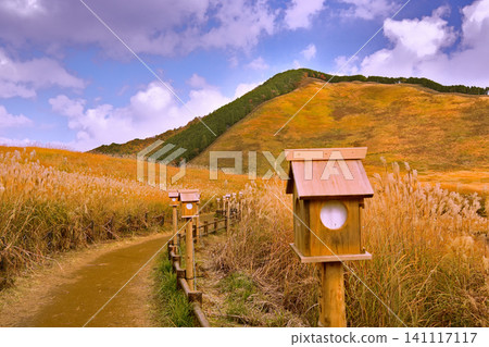 The golden pampas grass of Soni Plateau in late autumn is beautiful. The golden pampas grass of Soni Plateau in late autumn is beautiful. 141117117