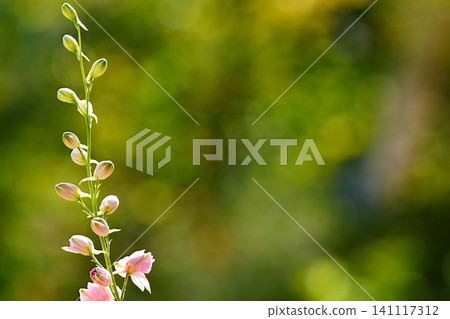 粉紅色的飛燕草,帶著花苞 粉紅色的飛燕草,帶著花苞 141117312