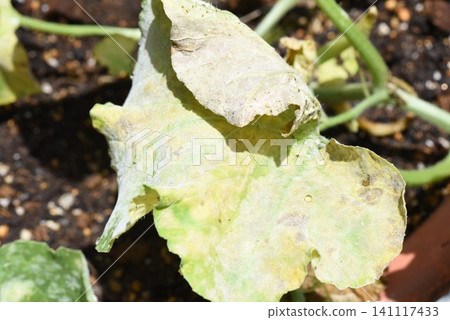 Whitened melon leaves Whitened melon leaves 141117433