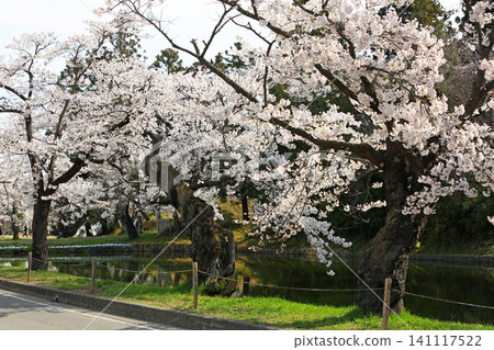 Cherry blossoms at Matsugamisaki Park in Yonezawa City, Yamagata Prefecture Cherry blossoms at Matsugamisaki Park in Yonezawa City, Yamagata Prefecture 141117522