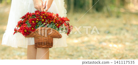 woman in a white dress holding a basket of red flowers Bouquet of red chrysanthemums in the hands of the bride for wedding invitations, bridal magazines, florist advertisements, wedding planner woman in a white dress holding a basket of red flowers Bouquet of red chrysanthemums in the hands of the bride for wedding invitations, bridal magazines, florist advertisements, wedding planner 141117535