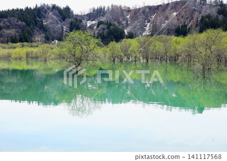Submerged forest at Lake Shirakawa in Yamagata Prefecture Submerged forest at Lake Shirakawa in Yamagata Prefecture 141117568