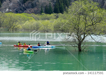 Submerged forest at Lake Shirakawa in Yamagata Prefecture Submerged forest at Lake Shirakawa in Yamagata Prefecture 141117591