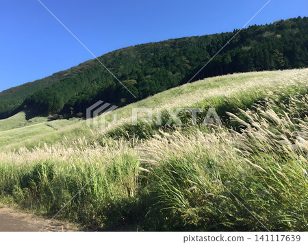 秋日箱根仙石原的蒲葦草地,藍天之下 秋日箱根仙石原的蒲葦草地,藍天之下 141117639
