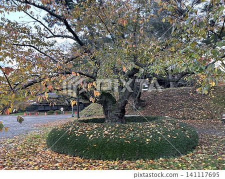 這是11月中旬青森縣弘前市弘前公園裡著名的染井吉野櫻花樹。 141117695