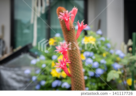 Red flowers of Cleistocactus winteri red variant while blooming. This cactus is a perennial cactus species featuring long, cylindrical stems densely covered in fine, red spines. Red flowers of Cleistocactus winteri red variant while blooming. This cactus is a perennial cactus species featuring long, cylindrical stems densely covered in fine, red spines. 141117726