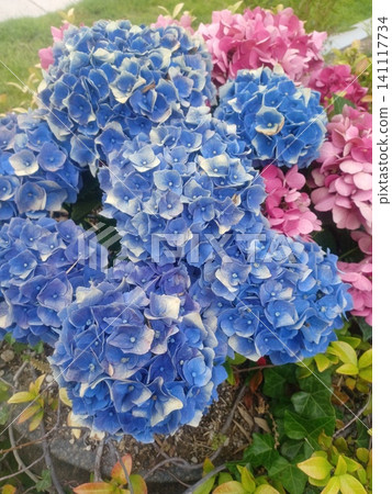 Hydrangea blooming in the clear of the rainy season Hydrangea blooming in the clear of the rainy season 141117734