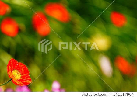 Red poppies stand out against the fresh green leaves, against a soft spring backdrop. Red poppies stand out against the fresh green leaves, against a soft spring backdrop. 141117904