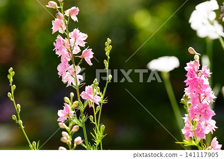 Pink delphiniums swaying in the spring breeze Pink delphiniums swaying in the spring breeze 141117905