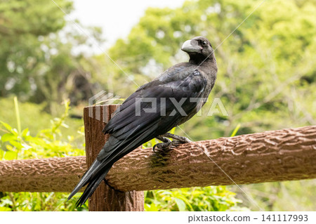 A crow turns to look at me. A crow turns to look at me. 141117993