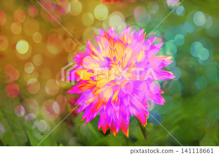 dahlia flowers are blooming dahlia flowers are blooming 141118661