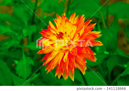 Yellow dahlia Yellow dahlia 141118666