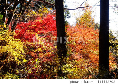 [Kanagawa Prefecture] A mixed forest dyed in autumn colors 141118708