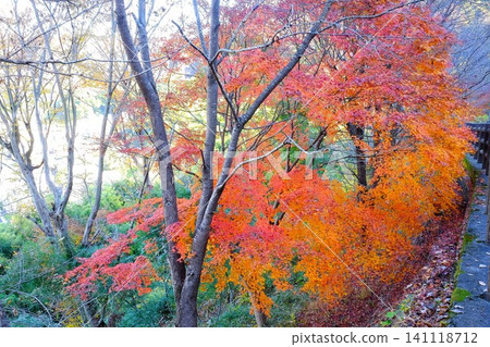 [Kanagawa Prefecture] Walking paths dyed in autumn colors 141118712