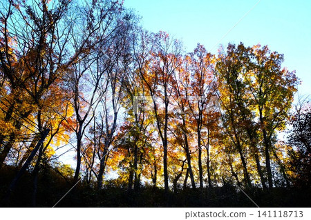 [Kanagawa Prefecture] A mixed forest in late autumn with autumn leaves 141118713