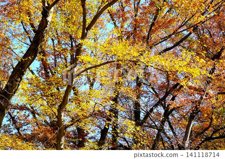 [Kanagawa Prefecture] Trees in a mixed forest with autumn foliage 141118714