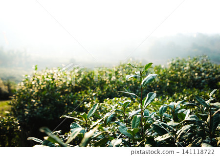 Close up of fresh green tea leaves in a misty mountain tea plantation Close up of fresh green tea leaves in a misty mountain tea plantation 141118722