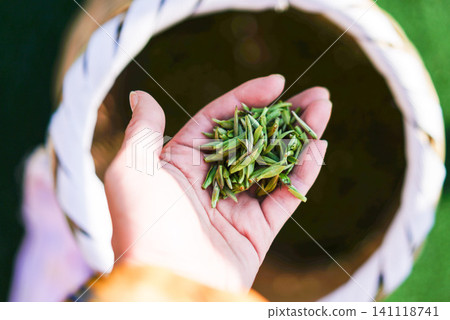 Close up of fresh green tea leaves held in a hand over a woven basket Close up of fresh green tea leaves held in a hand over a woven basket 141118741