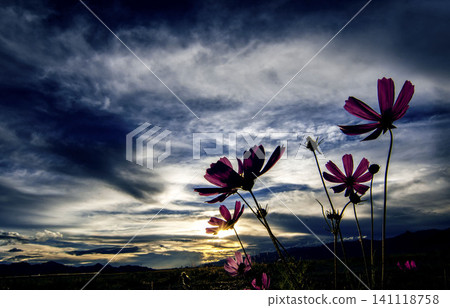 Silhouetted cosmos flowers against a dramatic sunset sky with clouds Silhouetted cosmos flowers against a dramatic sunset sky with clouds 141118758