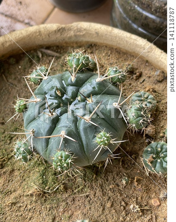 Gymnocalycium Stellatum Cactus with Offshoots Gymnocalycium Stellatum Cactus with Offshoots 141118787