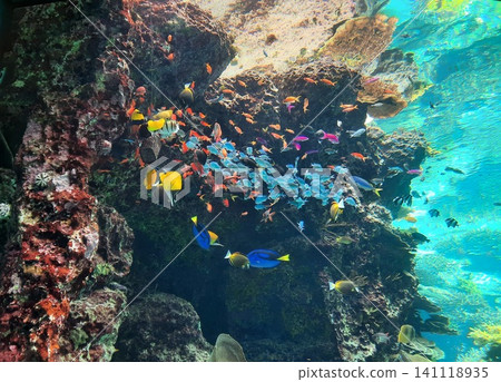Vibrant fish swimming among coral reefs Vibrant fish swimming among coral reefs 141118935