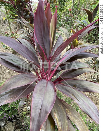 Vibrant Cordyline Fruticosa Plant in Outdoor Garden Vibrant Cordyline Fruticosa Plant in Outdoor Garden 141118961