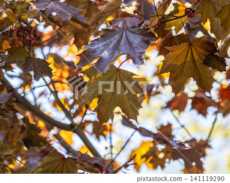Tree branch with dark red leaves, Acer platanoides, the Norway maple Crimson King. Red Maple acutifoliate Crimson King, young plant with green background. Tree branch with dark red leaves, Acer platanoides, the Norway maple Crimson King. Red Maple acutifoliate Crimson King, young plant with green background. 141119290
