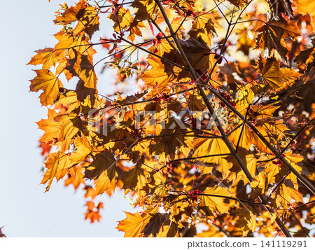 Tree branch with dark red leaves, Acer platanoides, the Norway maple Crimson King. Red Maple acutifoliate Crimson King, young plant with green background. Tree branch with dark red leaves, Acer platanoides, the Norway maple Crimson King. Red Maple acutifoliate Crimson King, young plant with green background. 141119291