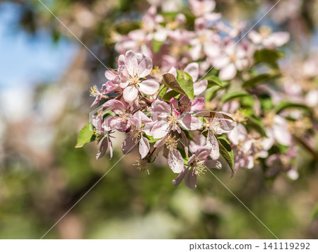 Fresh pink flowers of a blossoming apple tree with blured background Fresh pink flowers of a blossoming apple tree with blured background 141119292