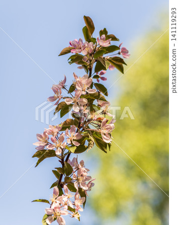 Fresh pink flowers of a blossoming apple tree with blured background Fresh pink flowers of a blossoming apple tree with blured background 141119293
