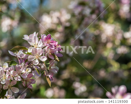 Fresh pink flowers of a blossoming apple tree with blured background Fresh pink flowers of a blossoming apple tree with blured background 141119300