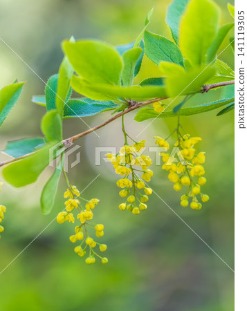 Bush of barberry in the spring with fresh green leaves and small yellow flowers. Branches of bushes with young leaves Bush of barberry in the spring with fresh green leaves and small yellow flowers. Branches of bushes with young leaves 141119305