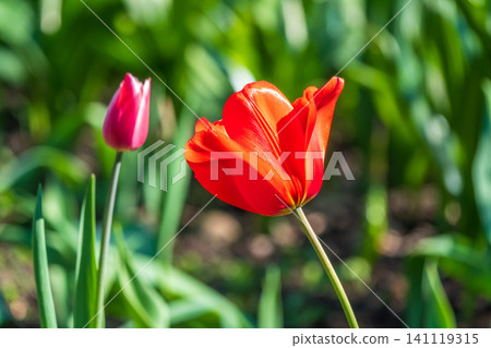 Colorful red tulips blossom in spring garden Colorful red tulips blossom in spring garden 141119315