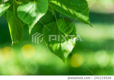 Nature of green leaf in garden at summer. Natural green leaves plants using as spring background cover page environment ecology 141119326