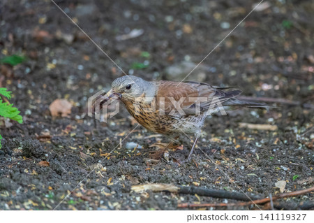 Wood bird Fieldfare, Turdus pilaris, on a sprng lawn. 141119327