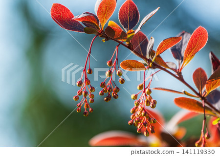 Bush of barberry in the spring with dark red leaves and small flowers. Branches of bushes with young red-orange leaves Bush of barberry in the spring with dark red leaves and small flowers. Branches of bushes with young red-orange leaves 141119330