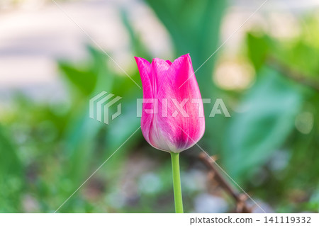 Colorful red tulips blossom in spring garden Colorful red tulips blossom in spring garden 141119332
