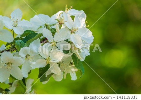 White blossoming apple trees in the sunset light. Spring season, spring colors. White blossoming apple trees in the sunset light. Spring season, spring colors. 141119335