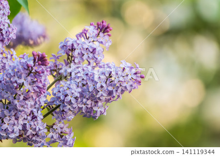 Pink Blooming Lilac Flowers in spring with blured background Pink Blooming Lilac Flowers in spring with blured background 141119344