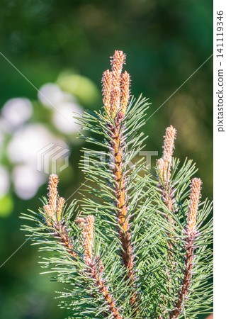 Green small pine trees with fresh shoots in spring or summer Green small pine trees with fresh shoots in spring or summer 141119346
