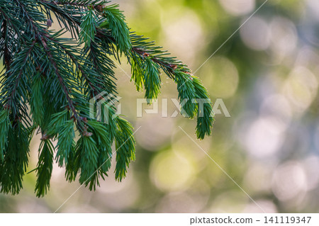Closeup of fir branches with young buds. Spring nature concept. Fir branches with fresh shoots Closeup of fir branches with young buds. Spring nature concept. Fir branches with fresh shoots 141119347
