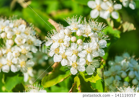 Beautiful white flowers Spirea aguta or Brides wreath. Beautiful white flowers Spirea aguta or Brides wreath. 141119357