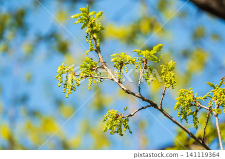 Green oak leaves background. Plant and botany nature texture. green oak leaves in woods Green oak leaves background. Plant and botany nature texture. green oak leaves in woods 141119364