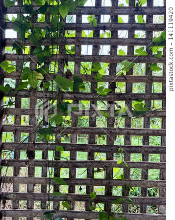 Lush green ivy or creeper plant growing on a dark bamboo trellis wall, natural organic background, vintage style Lush green ivy or creeper plant growing on a dark bamboo trellis wall, natural organic background, vintage style 141119420