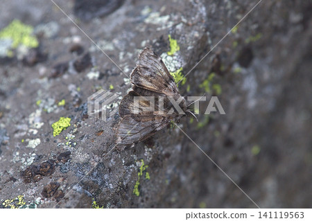 Moth, *Euproctis similis* (male), found in the Komakusa Plain, Akadake, Daisetsuzan mountain range. 141119563