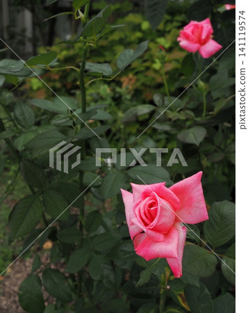 A vertical composition captured using a prime lens at a rose garden in Yamaguchi Prefecture, showcasing dazzling pink roses beautifully contrasted against the green leaves. A vertical composition captured using a prime lens at a rose garden in Yamaguchi Prefecture, showcasing dazzling pink roses beautifully contrasted against the green leaves. 141119574