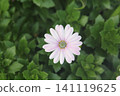 [一朵花] 非洲菊 141119625